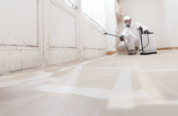 24/7 Emergency Black Mold Remediation experts in Saugus, MA