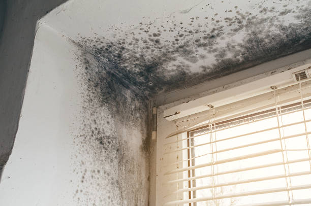 Affordable Black Mold Remediation solutions in Saugus, MA